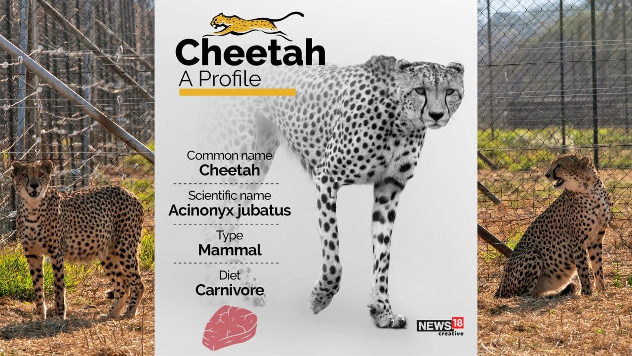 Project Cheetah