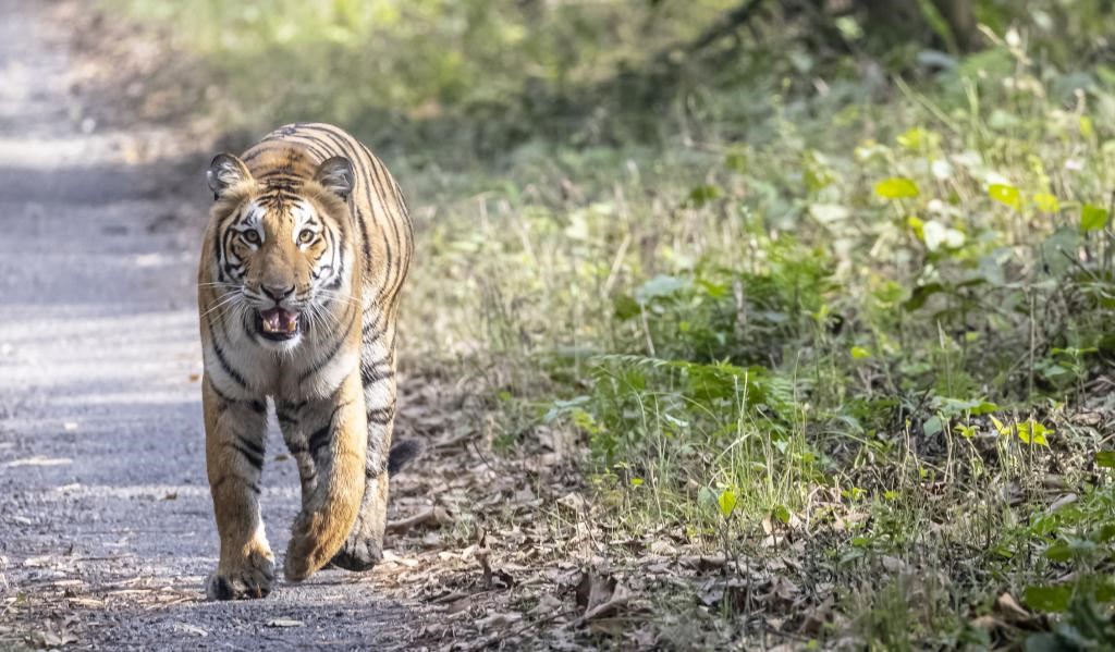 Merger of Project Tiger and Project Elephant