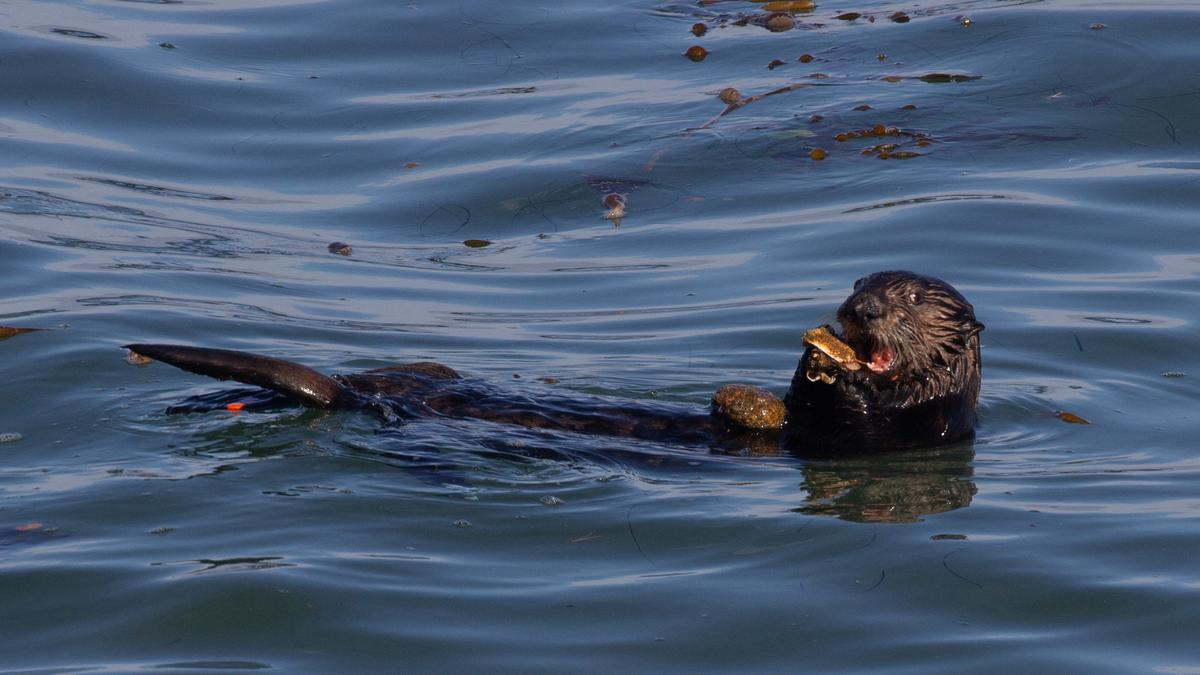 Sea otter IUCN Status UPSC CSE