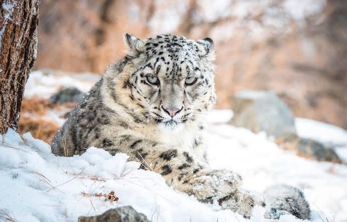 Snow leopard in Kishtwar NP |IUCN |Snow Leopard status