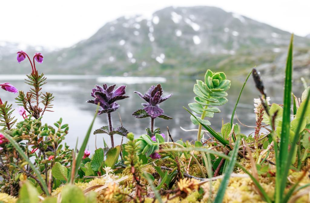 Tundra warming may shift from carbon sink to source. UPSC