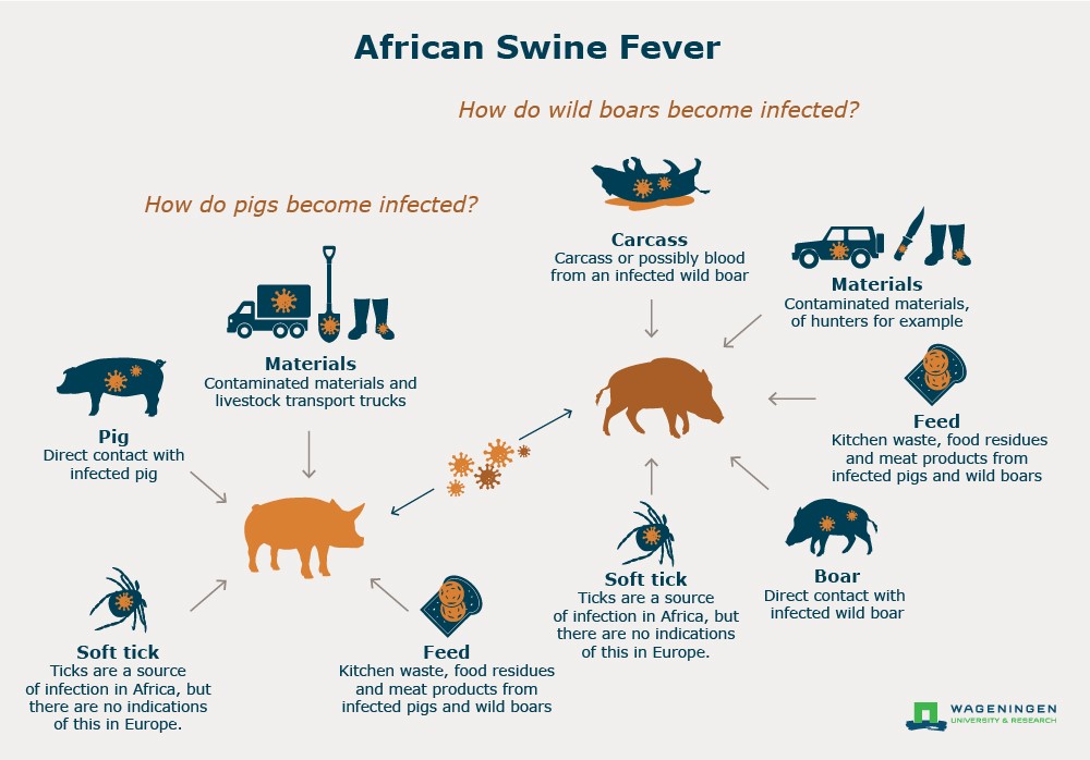 African swine fever outbreak