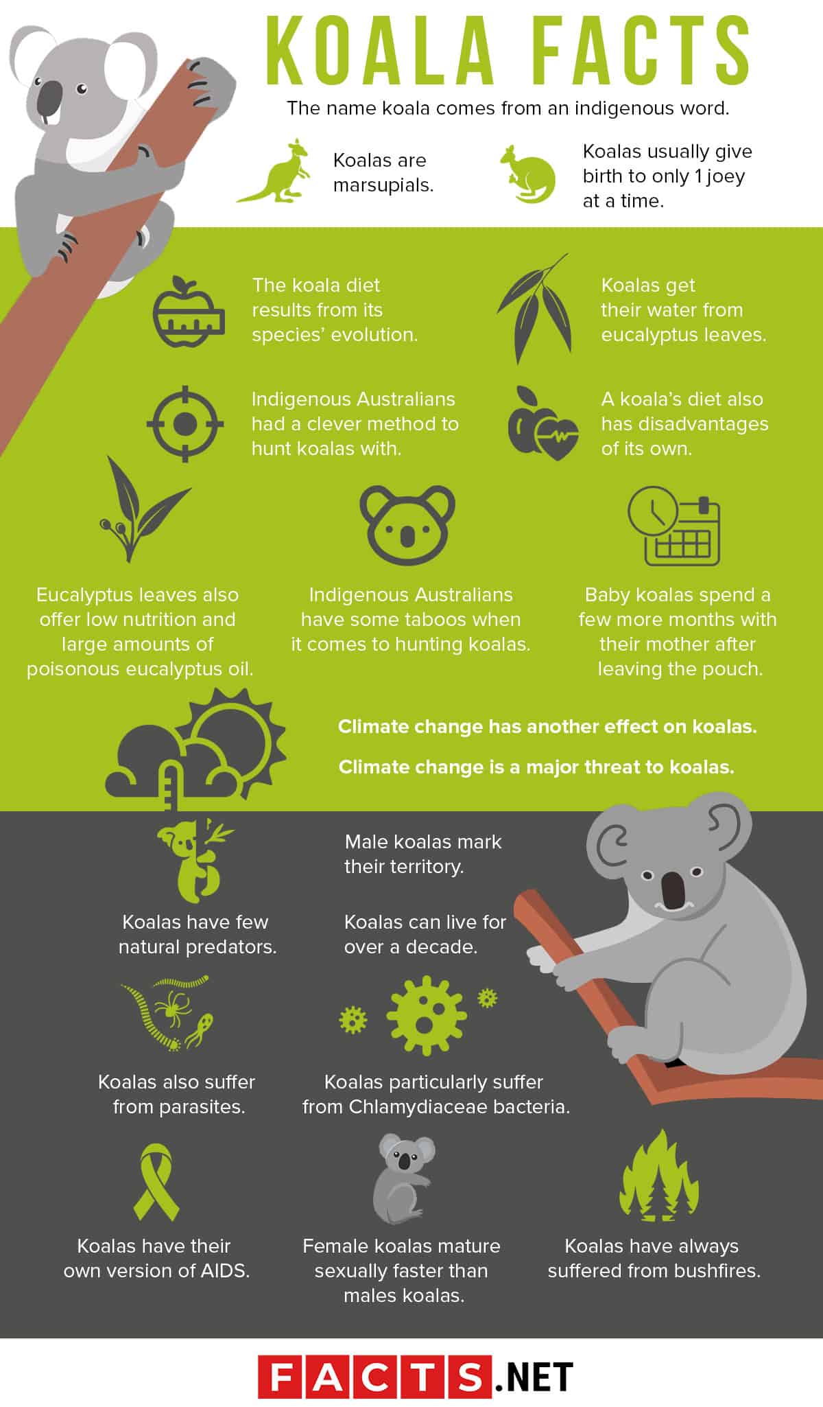 10 Interesting Facts About Koalas Sigma Earth