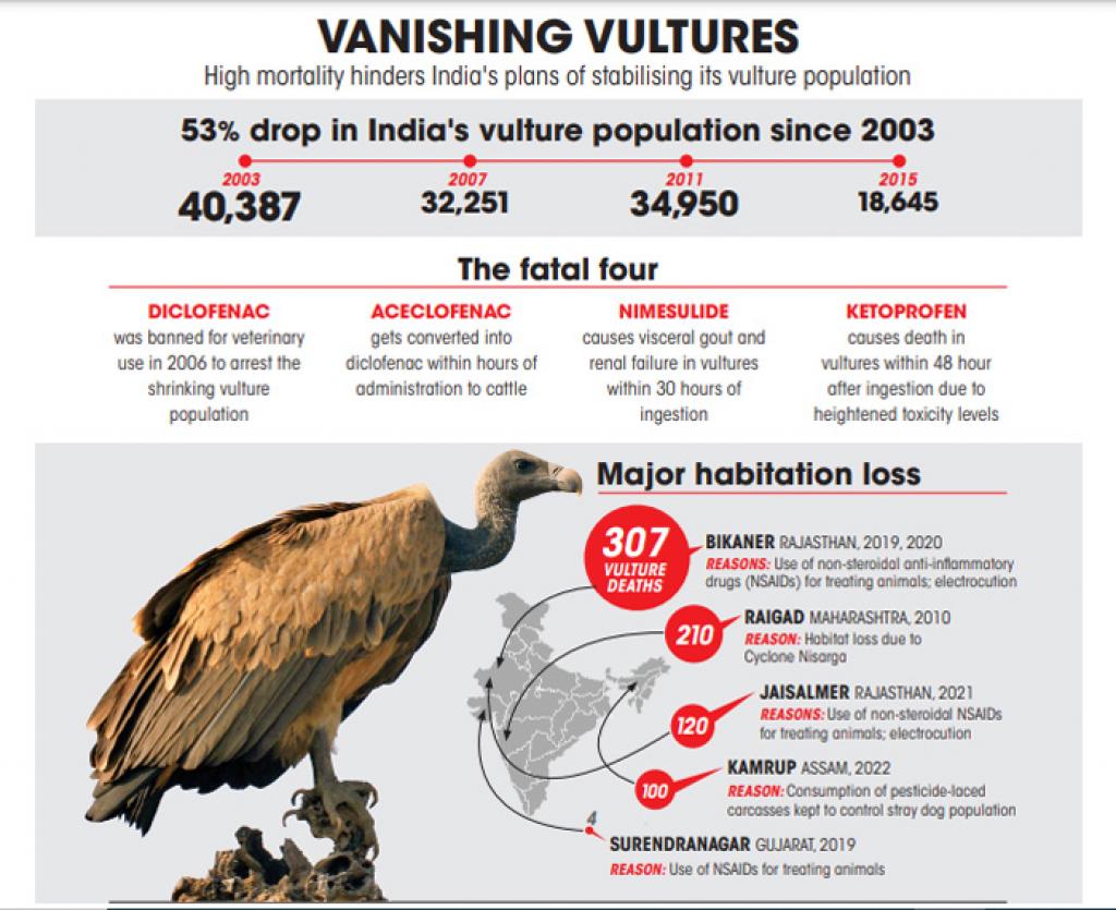 Vultures in India