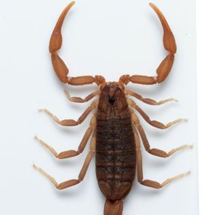 Compsobuthus satpuraensis