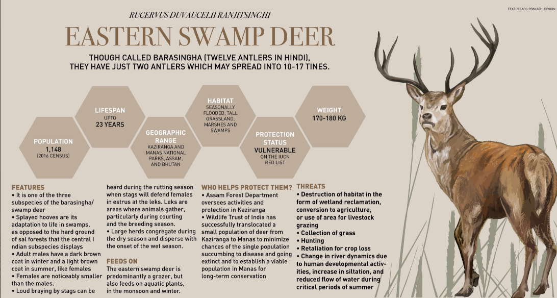 Eastern swamp deer IAS Gyan