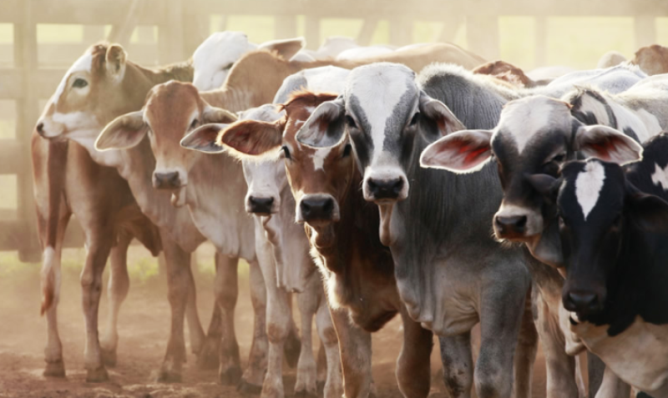 LIVESTOCK SCHEMES IN NEWS