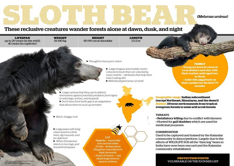 WORLD SLOTH BEAR DAY | IAS GYAN