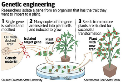 GM CROPS UPSC